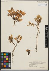 Foto von Salix phlebophylla Andersson
